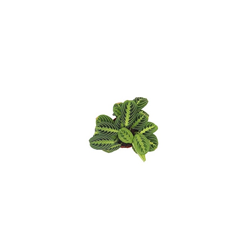 Maranta Green Prayer Plant “Lemon Lime” - 6” from California