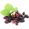 Mulberry 25 Mulberry SEEDS Morus Rubra TX USA Fruit Tree
