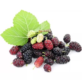 Mulberry 25 Mulberry SEEDS Morus Rubra TX USA Fruit Tree Sweet Edible Fragrant Easy
