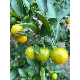 Home-Growth Meiwa Kumquat, Green Round Kumquat - 10 Seeds 2024 - USA