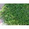 Red 10 Beautiful APTENIA Cordifolia, RED APPLE succulent, BABY SUNROSE,