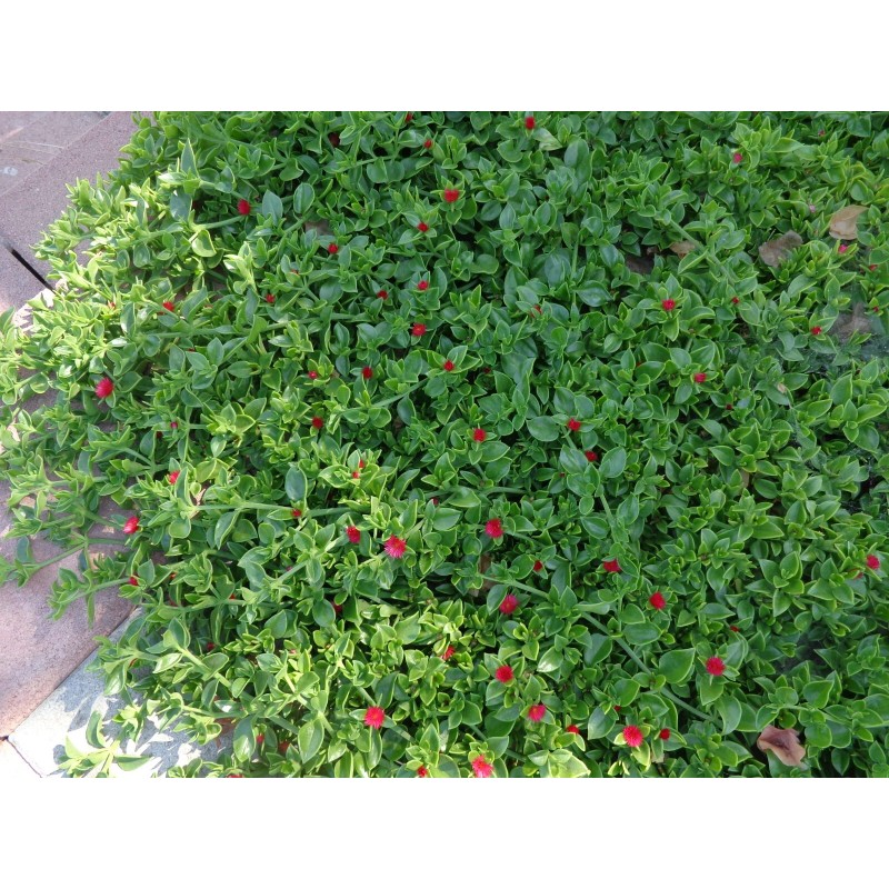 Red 10 Beautiful APTENIA Cordifolia, RED APPLE succulent, BABY SUNROSE,