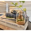 Honey Bee Taxidermy In Glass dome display Oddity, Entomology, Curiosities