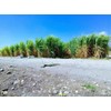 Caña Verde De Azúcar 27 Piezas Para Sembrar oferta
