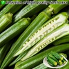 Okra Chips Freeze Dried Vegetables - Crunchy Dehydrated Okra Crisp,