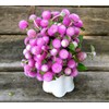 Globe Amaranth Gomphrena Globosa Mix Pompon Ball Bachelor Button 35+
