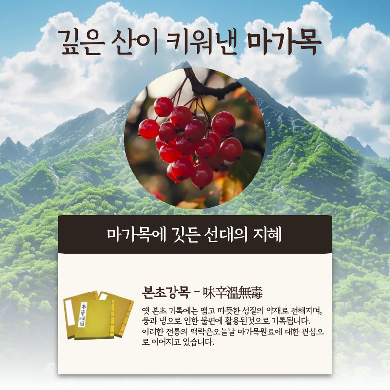 Domestic Maengmaek Fruit Tea - 100% Korean Tea Bags, Pack