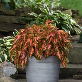 Eden Brothers Coleus Seeds - Coral Candy