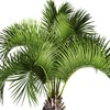 Jobe’s Organics Granular Fertilizer, Organic Fertilizer for Palm Trees and