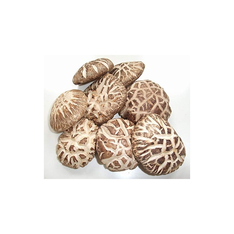 1 LB (16OZ) PREMIUM DRIED TEA COLOR SHIITAKE MUSHROOM