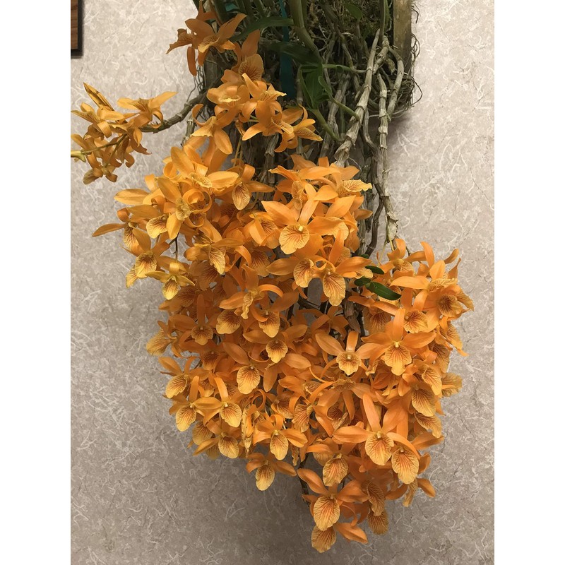 Peters Professional Bloom Booster 10-30-20 3 pounds. Water Soluble Fertilizer