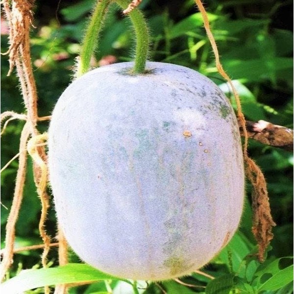 TomorrowSeeds - Giant White Skin Winter Melon Seeds - 10+