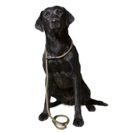 Dog & Field Deluxe Gundog Slip Lead - Green. Super Soft Braided Nylon Slip Lead For Dogs With Rubber Stopper, Easy To Slip On, No Collar Or Harness Needed. One Size Fits All Training Lead For Dogs