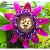 Passionfruit Mix£¨50+£©Seeds Flowers Planting for Outdoor