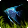Set Of 4 Blue Angel Fish Tropical synthetic Leather Square