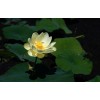 Fresh 10 Yellow American Lotus Seeds Nelumbo Lutea Cold Hardy