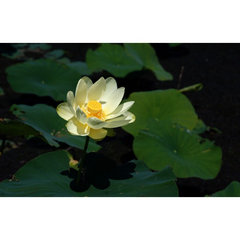 Fresh 10 Yellow American Lotus Seeds Nelumbo Lutea Cold Hardy