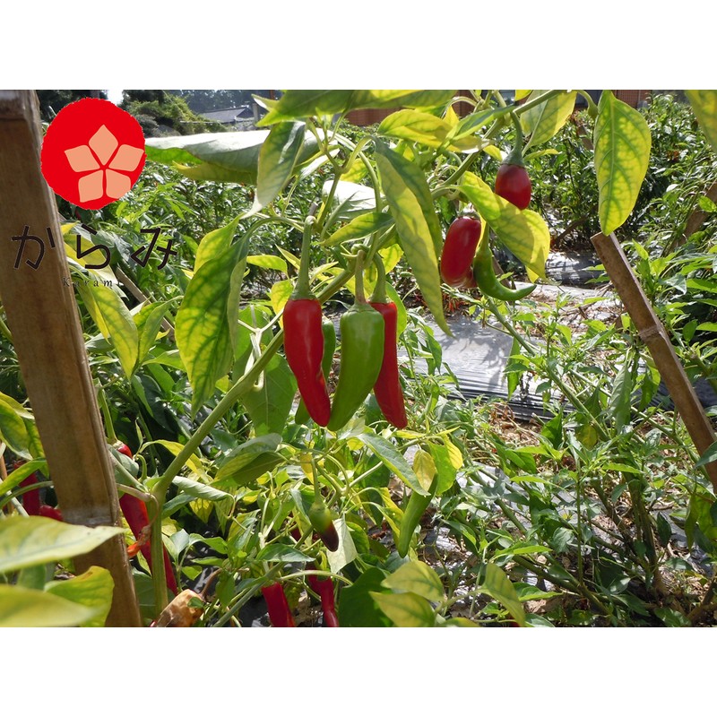 (Commercial Use) Karami Kyushu Pepper (Thread Cutter) 3.5 oz (100