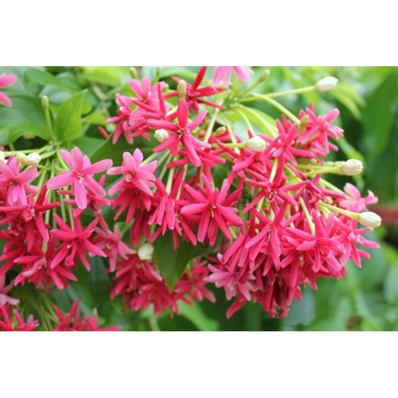 5 Seeds Rangoon Creeper, Red Pink Quisqualis Flower Seeds Combretum