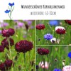 Cornflower seeds (Centaurea cyanus) - beautifully bright flowers with long