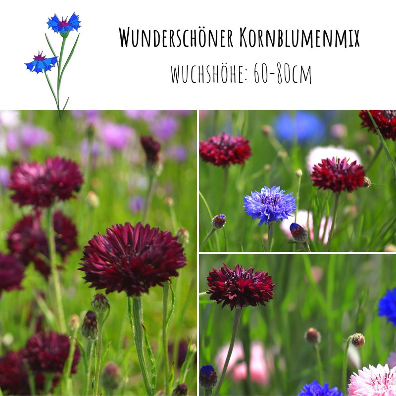 Cornflower seeds (Centaurea cyanus) - beautifully bright flowers with long