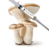 King Trumpet Mushroom (Pleurotus eryngii) - Liquid Culture - 10cc