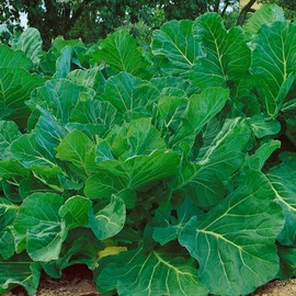 Portuguese Kale Seeds - 2 g Packet ~500 Seeds - Non-GMO, Heirloom - Vegetable Garden, Growing Microgreens - Brassica oleracea