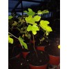 Ficus "Celeste" Fig Tree plant cold hardy not dormant
