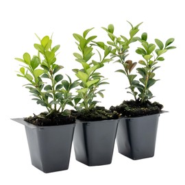 3 Winter Gem Boxwood | Live Plants in 2.5-inch Nursery Cubes | Buxus microphylla VAR. Japonica Variety | Drought-Tolerant, Cold-Hardy Evergreen | Easy-Care Hedges and Shrubs for Home and Garden