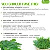 TOG999, Premium 60 Moringa Leaf Tea Bags, 100% Natural &