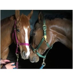 Dura-Tech Supreme Triple Ply Nylon Halter for Horses with Brass Grommets Resists Fraying | Color Black | Full Size