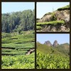 Chinese Organic Decaf Black Tea ripe Tea 250g (0.55LB) Yunnan