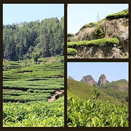 Chinese Organic Decaf Black Tea ripe Tea 250g (0.55LB) Yunnan Honey Organic Decaf Black Tea Brick New Tea Red Tea Green Good