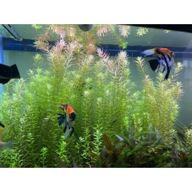 20 STEMS Rotala Rotundifolia Tropical Freshwater Aquarium Live Plants