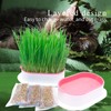 NEKOSEKO Cat Grass Hydroponics,Can Be Used Three Times, Indoor Soilless