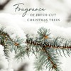 Thymes Frasier Fir Reed Diffuser Set – Includes Reeds, Fragrance