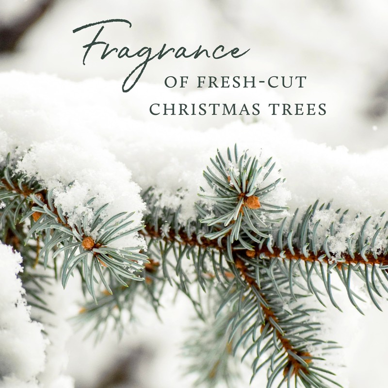 Thymes Frasier Fir Reed Diffuser Set – Includes Reeds, Fragrance