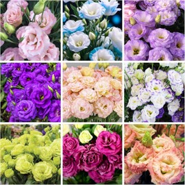 Lisianthus Flower Seeds for Planting - 200 Annual Lisianthus Non-GMO Mixed Double Flower Seeds