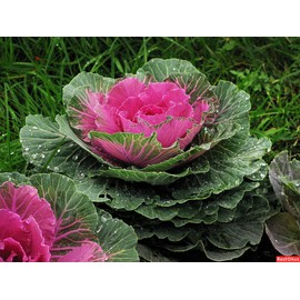 KIRA SEEDS - Flowering Kale Large Leaf Mix - Heirloom Vegetable - GMO Free