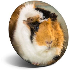 Destination Vinyl ltd Magnet for Refrigerator, Fridge - Cute Fluffy Guinea Pig Animals Pets for Office, Cabinet and Whiteboard, Magnetic Stickers, 8477