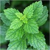 Seed Needs, Lemon Balm Herb Seeds for Planting (Melissa officinalis)