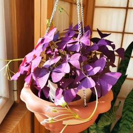 12+ Bulbs Purple Shamrocks Oxalis Triangularis Lucky Lovely Flowers Bulbs Grows for Planting Indoors or Outdoors