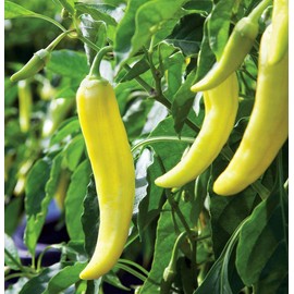 50+Sweet Banana Pepper Seeds (Capsicum annuum) Heirloom by OrginBud