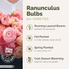 Eden Brothers Ranunculus Bulbs - Cafe