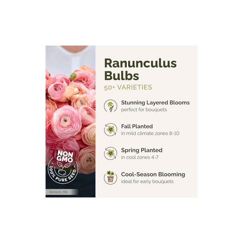 Eden Brothers Ranunculus Bulbs - Cafe