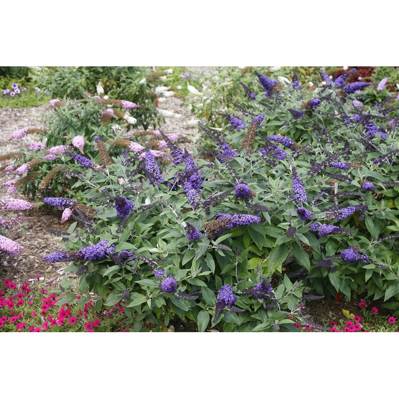 Pugster Blue Butterfly Bush (Buddleia) Live Shrub, Blue Flowers, 3