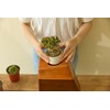AspenStudio Plant Urn for Adult Human Ashes Cremation Wooden Urn