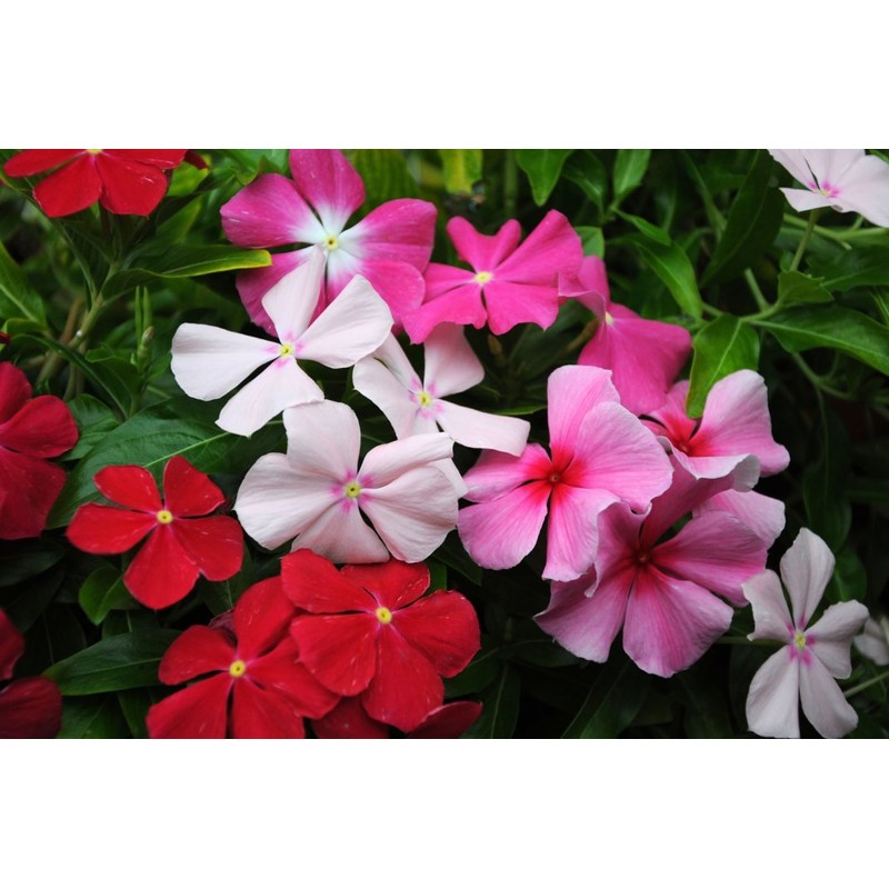 22Day Seeds: Seeds Periwinkle Madagascar Mix/Vinca Rosea/Perennial Flowers