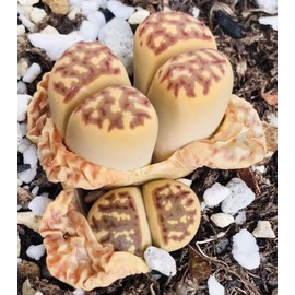 Micro Landscape Design Lithops Dorotheae 15 Seeds Freshly Harvest with a Mini Live Lithops and Germination Kit