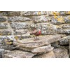 MAISONICA Metal Standing Robin Redbreast Distressed Lifelike Beautiful Garden Ornament